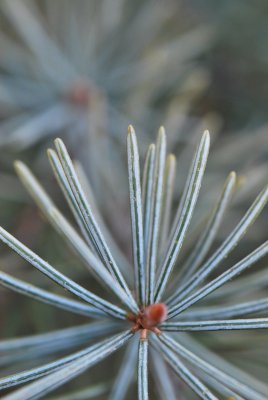 Picea breweriana - smrk Brewerův - líc jehlice